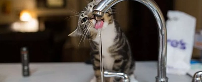 Какой водой поить домашних животных